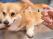 En Madrid realizan Jornada de Vacunación para Mascotas