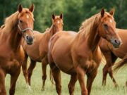 En Tenjo Capacitación imperdible sobre Nutrición y Manejo de Equinos