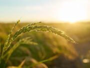 Inscríbase al Programa FAIA de Fusagasugá