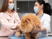 Jornada de Vacunación Antirrábica y Desparasitación en Tenjo