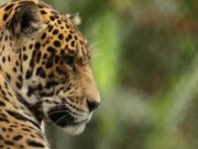 Cundinamarca Lidera la Cumbre “Conectando con la Amazonía” en la COP 16