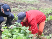 En Sibaté 300 plantas entregadas para huertas caseras