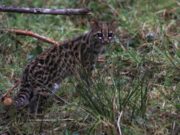 CAR libera tigrillo lanudo en Cundinamarca: un aporte a la conservación de especies en peligro