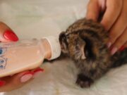 CAR rescata dos aves silvestres y pone a salvo un tigrillo bebé