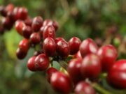 Caficultura sostenible de Cundinamarca deslumbra en la XV Cafés de Colombia Expo