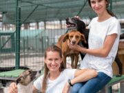 Convocatoria para Fundaciones y Asociaciones Animalistas en Zipaquirá