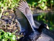 Cundinamarca: Innovación Ambiental que Inspira en la COP-16