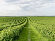 En Albán Inscríbase en el Programa de Gestión Agropecuaria del SENA