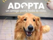 Adopción Canina en Funza
