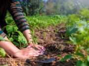En Fusagasugá Certifíquese en Siembra de Cultivos Agrícolas