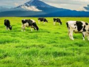 En Sibaté Capacitación del Suelo a la Vaca