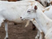 En Sibaté Participe del Día de Campo Ovino