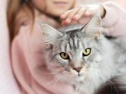 En Tenjo Jornada de Vacunación Antirrábica y Desparasitación de Caninos y Felinos