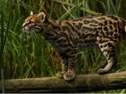 En Tenjo Importante Evento por la Protección del Tigrillo en Cundinamarca