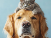 En Sibaté Jornada de Esterilización Canina y Felina