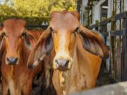 Cundinamarca destina $8.900 millones para la Ganadería