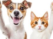 En Mosquera Semana de Bienestar Animal