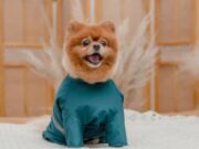 Abren Convocatoria para la Junta Defensora de Animales de Zipaquirá