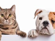 En Fusagasugá Abren inscripciones La Junta Defensora de Animales