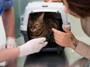 Albán Promueve el Bienestar Animal con Jornada de Esterilización