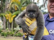 CAR y Policía Nacional Rescatan Mono Lanudo en Peligro Crítico de Extinción