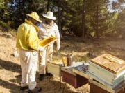 Censo de Apicultores en Cajicá