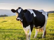 Cronograma de vacunación bovina 2024 en Tenjo