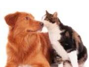 Jornadas de Vacunación Antirrábica en Madrid