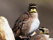 Festival Internacional de Aves 2024 en Soacha