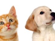 En Madrid Gran Jornada de Adopción