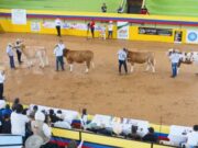 Gran participación en la Feria Nacional Ganadera Simmental Tabio 2024