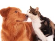 Jornada de Desparasitación, Esterilización y Vacunación Animal en Sopó