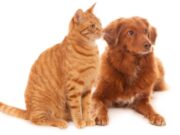 En Funza Jornada de Esterilización para Macotas