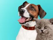 Vacunación Gratuita contra la Rabia en Sopó