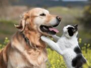 En Madrid Jornadas de Vacunación Antirrábica