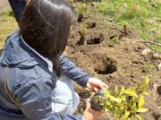 La CAR y Comunidades Educativas Plantan 10.000 Árboles para Restaurar Ecosistemas