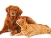 Madrid Continúa con las Jornadas de Vacunación Antirrábica