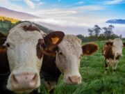 Mercado Ganadero y Vitrina Comercial Agropecuaria en Sopó