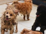 Rescatan a 12 caninos y una adulta mayor en situación crítica en Tabio