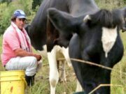 Con recursos por $1.500 millones, Cundinamarca comprará leche directamente a los productores locales