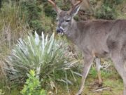 Cundinamarca Destaca logros en Protección del Medio ambiente y Bienestar Animal