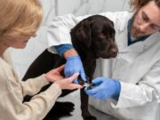 En Funza Jornada de Esterilización para Perros y Gatos