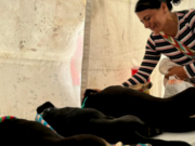 Éxito en jornada de esterilización en Fusagasugá