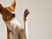 Gran Jornada de Esterilización Gratuita en Subachoque