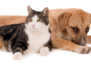 Jornada Gratuita de Esterilización en Subachoque