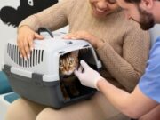 En Cajicá Participe de la Jornada de Bienestar Animal