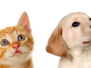 En Madrid Jornada de Esterilización Gratuita