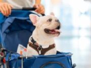 En Tenjo Jornada de Esterilización Gratuita para Mascotas