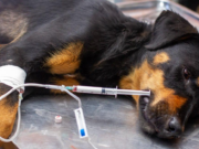 En Madrid Jornada de Esterilización para Mascotas