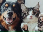 En Subachoque Jornada de Vacunación para Mascotas